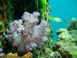 Softcoral