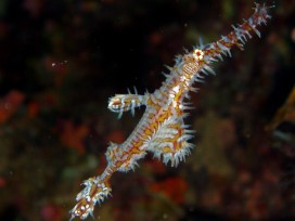 Ghostpipefish